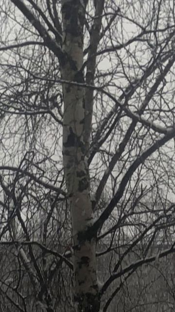 Заметает ноябрь заметает