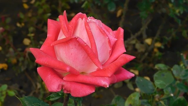 12=11=2025 ПВН (74)