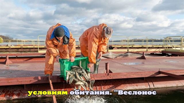 Зачем разводят креветок и белого амура рядом с Курской АЭС