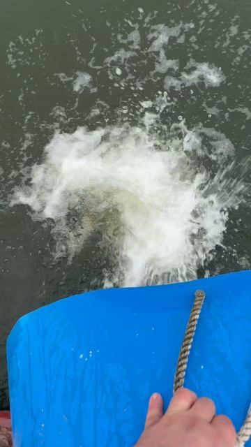 Запуск форели  70кг