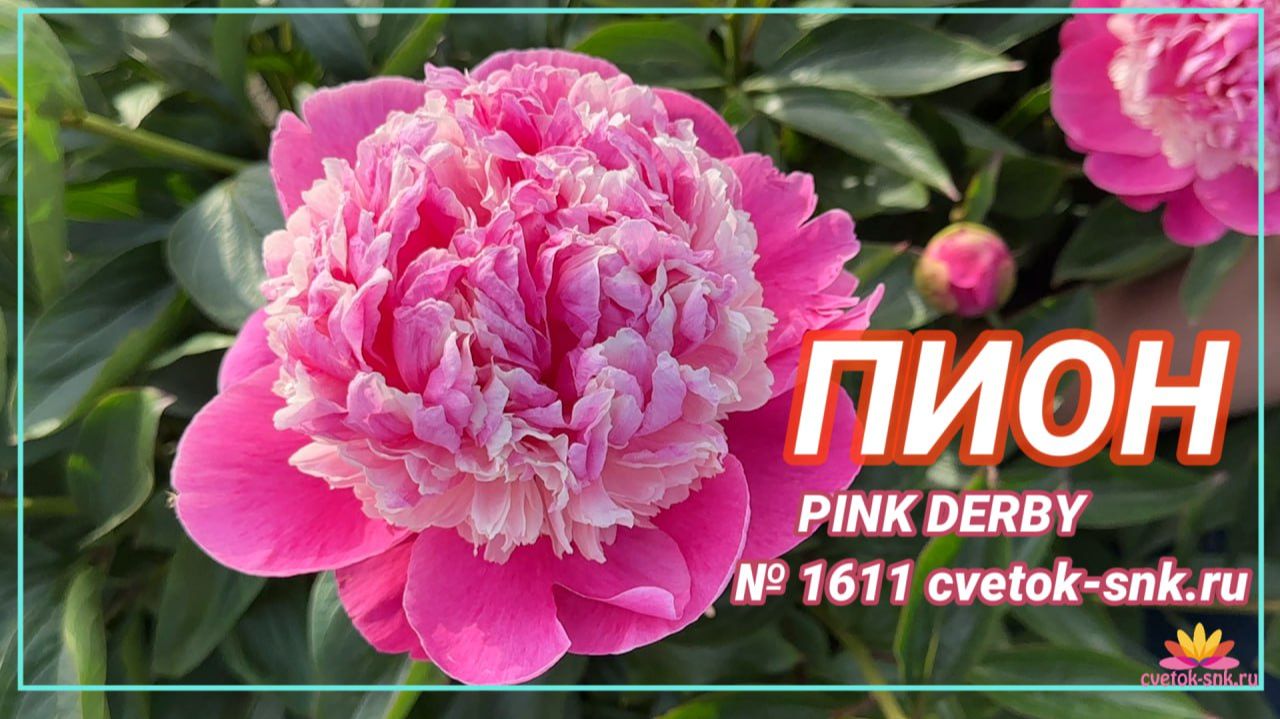 Пион "Pink Derby"/Сад Ворошиловой