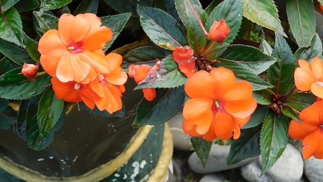 12=11=2025 ПВН (76)