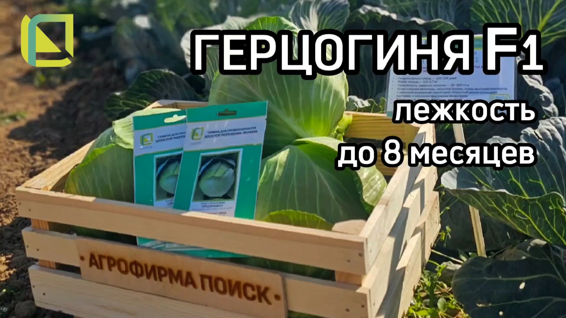 Очень урожайная капуста с рекордной лежкостью! Выращивание капусты в промышленном масштабе.