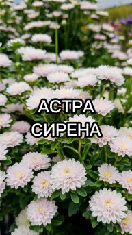 ТОП-5 махровых сортов астры для цветника!