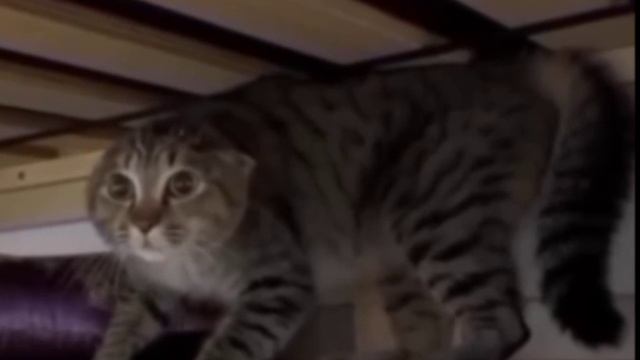 клип гамик сигма бой (официальный клип гамик)