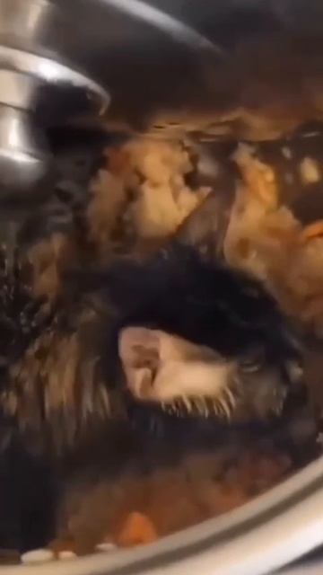 Собачка или киска... #кошка #кот #киса #киска #обжора #плов #котяра #кухня #невезуха