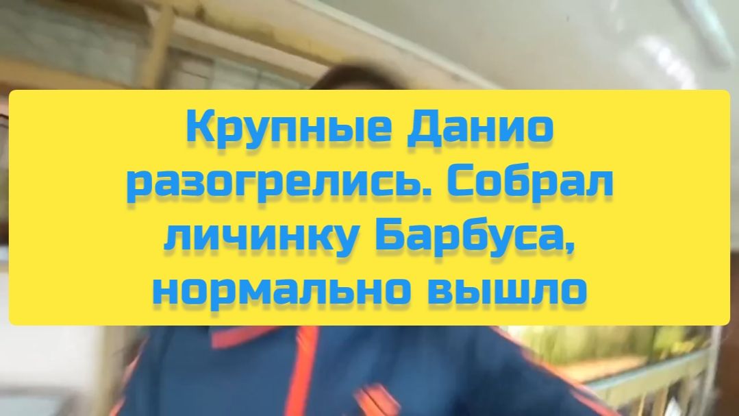 КРУПНЫЕ ДАНИО РАЗГОРЕЛИСЬ. СОБРАЛ ЛИЧИНКУ БАРБУСА, НОРМАЛЬНО ВЫШЛО