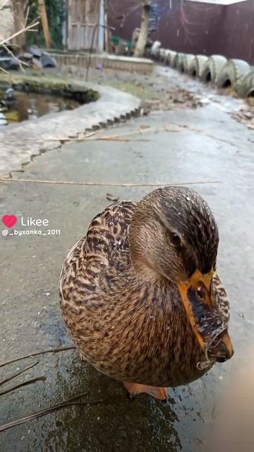 Вот такое я прикольное видео с уткой нашёл в Likee