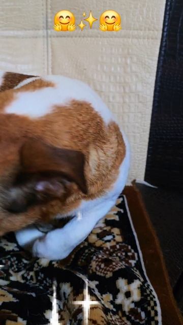 Готовимся ко сну🤗✨️🤗#сон #рекомендации #собака #милота