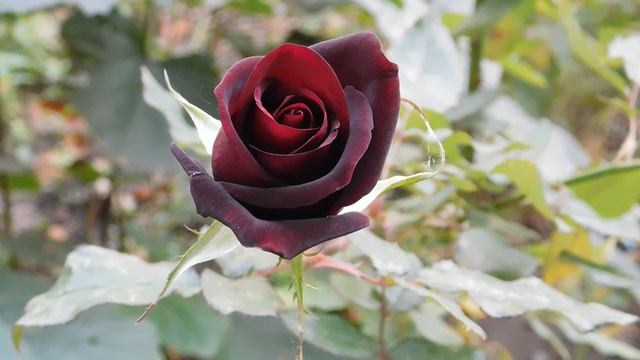 12=11=2025 ПВН (89)