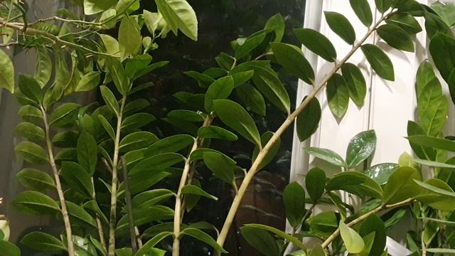 Всё думки и думки...