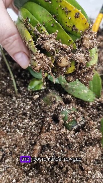 Клубни замиокулькаса🌿