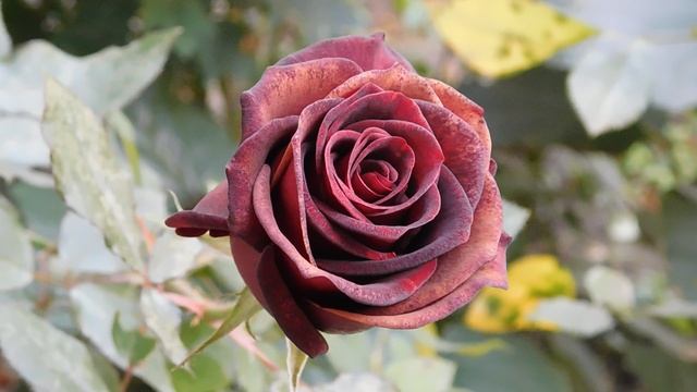 12=11=2025  ПВН  (88)