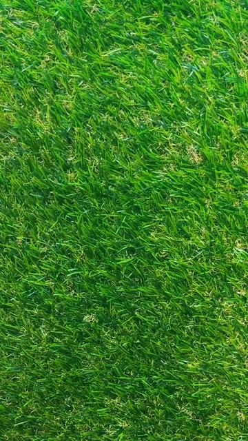 Какие цветы можно вырастить дома