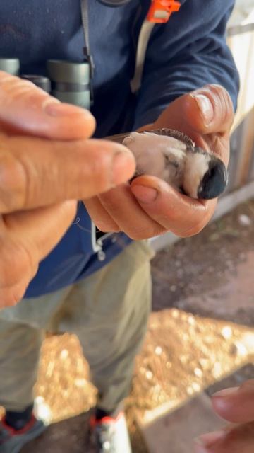 Магданский воронок