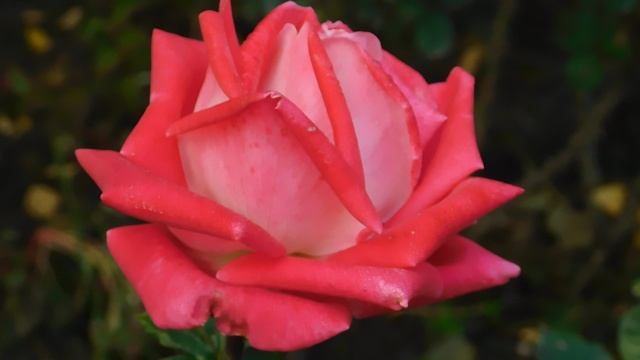 12=11=2025 ПВН (73)