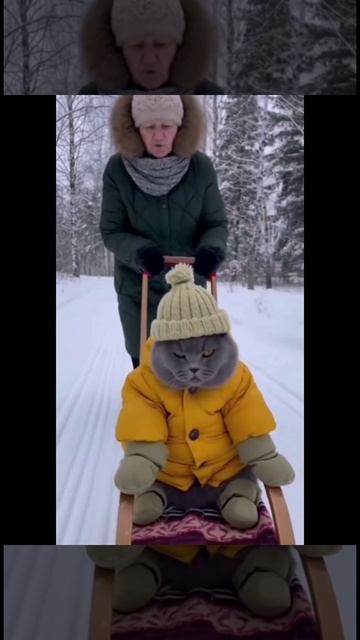 Бабуля катает своего кота на санках 😹