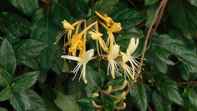 12=11=2025  ПВН  (50)