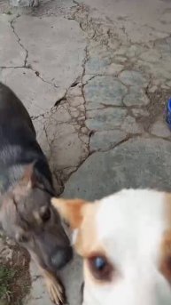 Дверь,разодранная Баксом,забарикодирована.Готовится как ремонту.