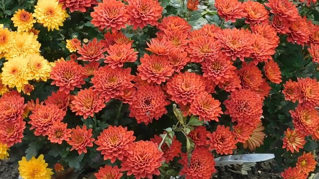 12=11=2025 ПВН (81)