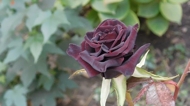 12=11=2025 ПВН (86)