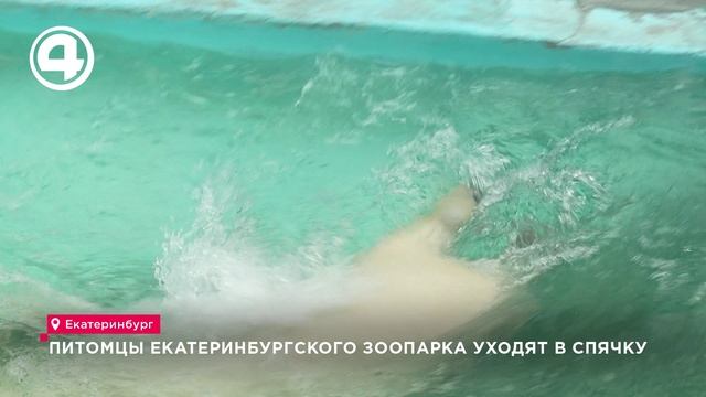 Как изменился рацион медведей в екатеринбургском зоопарке перед спячкой