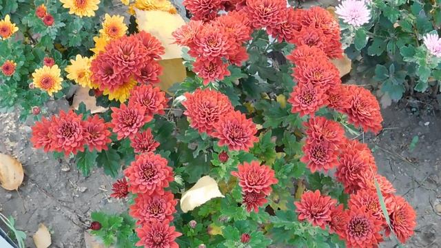 12=11=2025 ПВН (79)