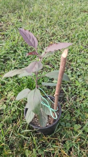 19 ноября 2025г