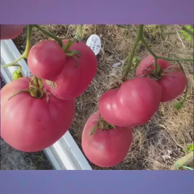 Каталог томатов линии Козула, КАС.  Новинки 2025 года. Часть 1