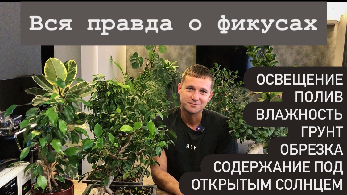 Всё об уходе за фикусами-освещение, полив, влажность воздуха, грунт, удобрения, обрезка