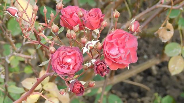 12=11=2025  ПВН  (47)