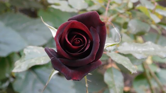 12=11=2025 ПВН (90)