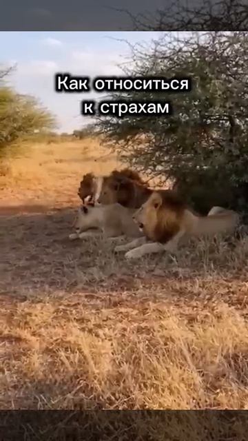 Как относиться к страхам😁