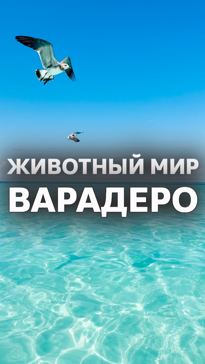 Живность на Варадеро 🇨🇺 #Куба