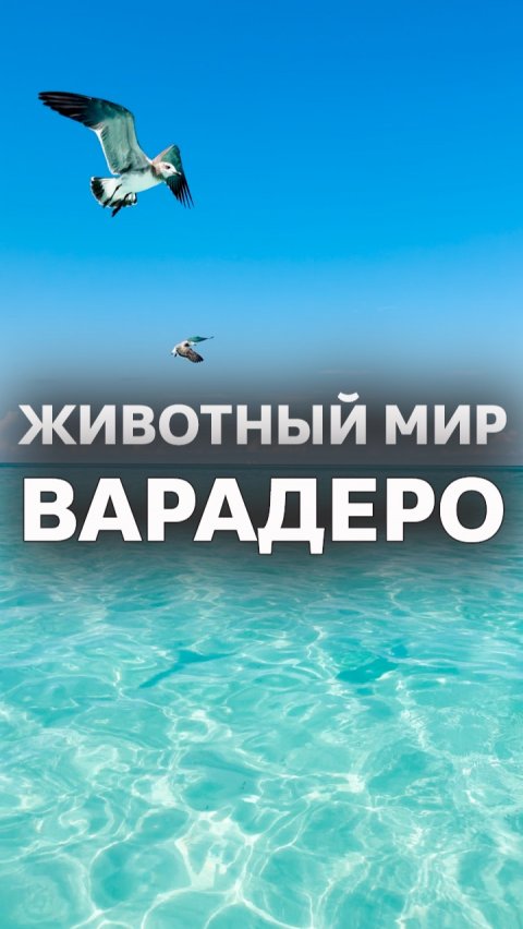 Живность на Варадеро 🇨🇺 #Куба