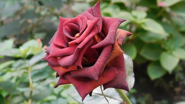 12=11=2025 ПВН (92)