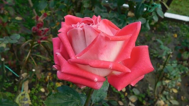 12=11=2025  ПВН  (69)