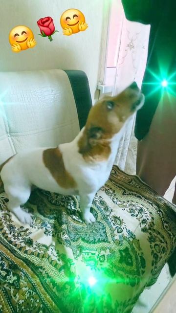 Новая звезда!!🤗✨️🌹#звезда #голос #рекомендации #собака