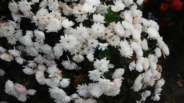 12=11=2025 ПВН (80)