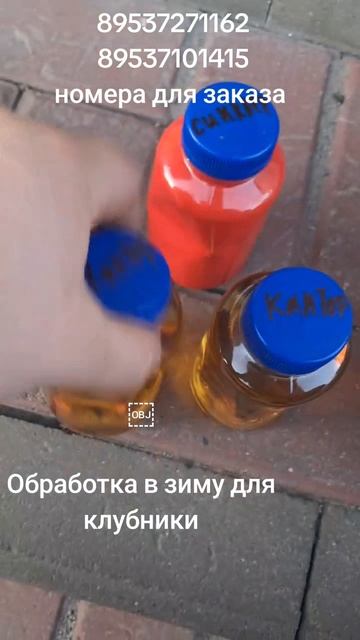 Обработка в зиму для клубники