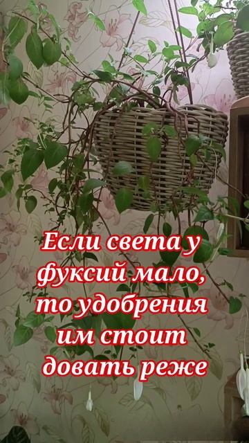 Как сохранить фуксии зимой🤩