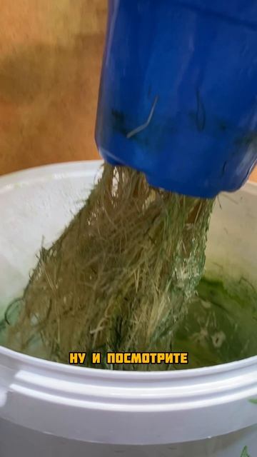 Томаты без земли