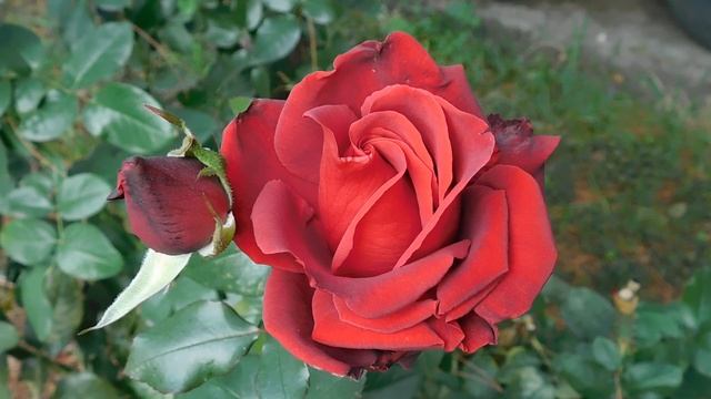 12=11=2025  ПВН  (66)