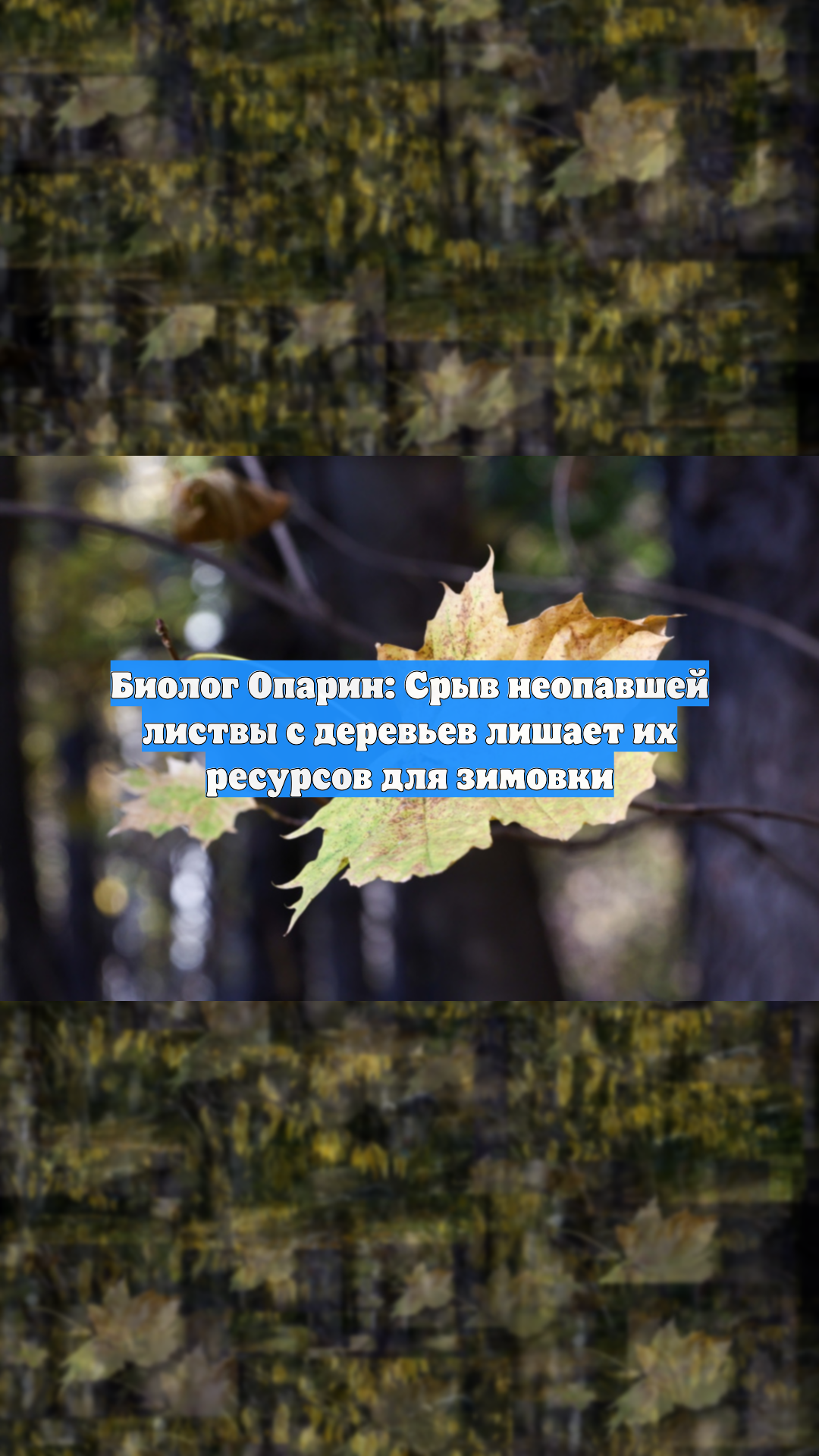 Биолог Опарин: Срыв неопавшей листвы с деревьев лишает их ресурсов для зимовки