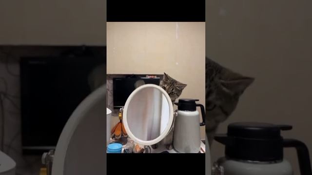 Подборка смешных котиков