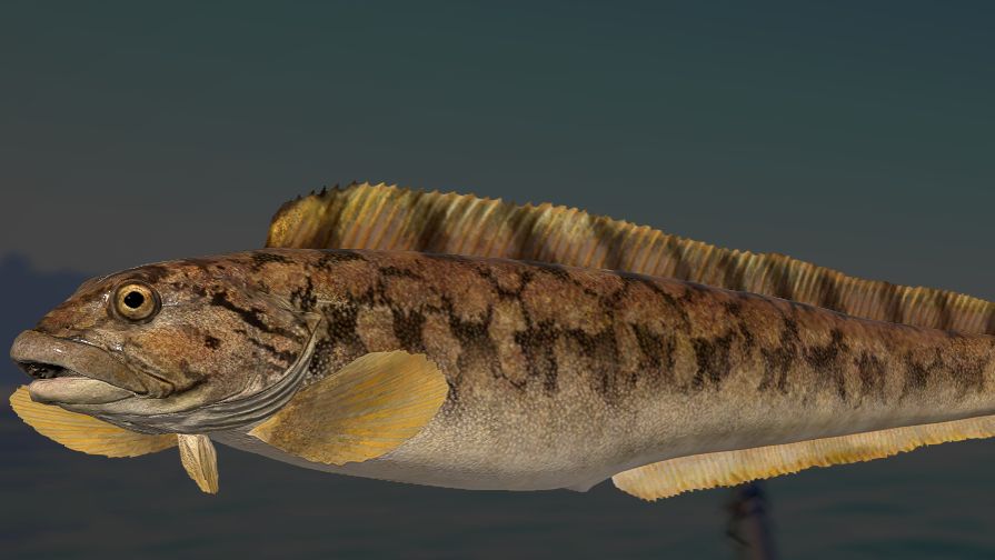 РР 4 ! МОРЕ !!!