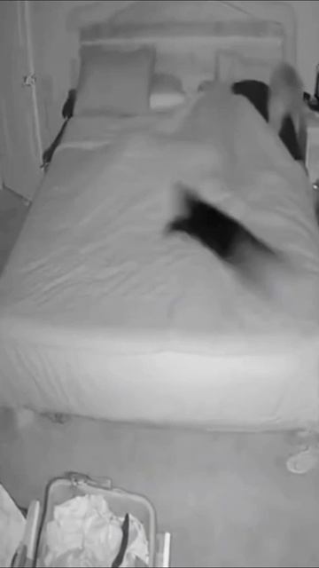 Ночные кошмары от городских кошек.