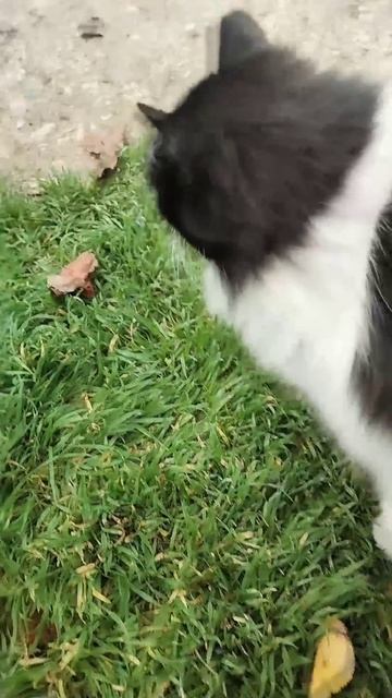 #кошка #котик #девочка #жизнь #любовь #питомец #животные #лайк #Интересно Залезла обниматься 😻💝