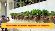 TEO Garden. Вьетнам. Клубника на балконе.