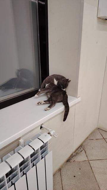 Котики такие важные